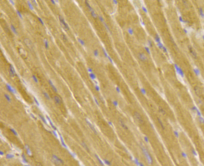 Peroxiredoxin 2/PRDX2 Antibody