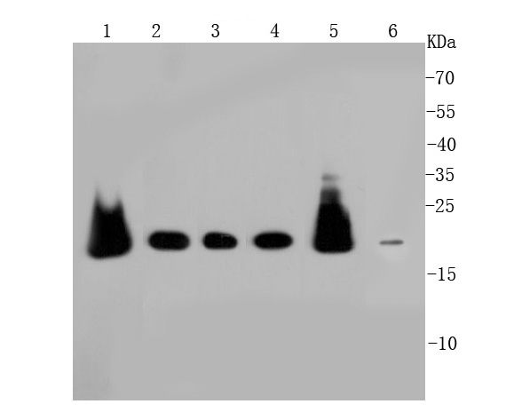 Peroxiredoxin 2/PRDX2 Antibody