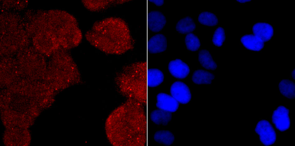 Thioredoxin Antibody