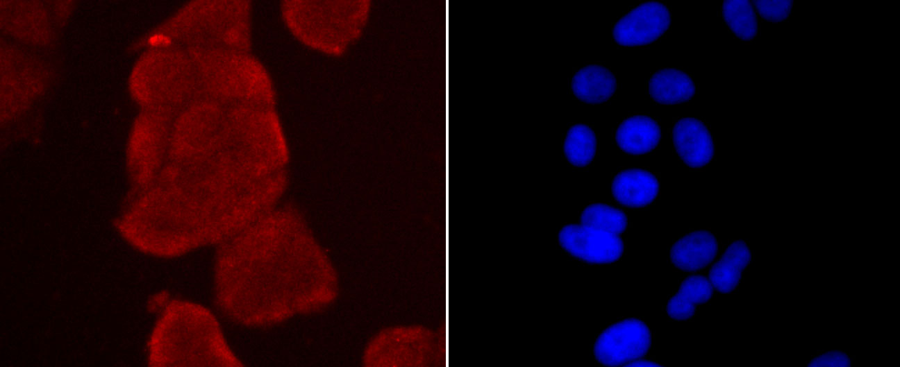 Thioredoxin Antibody