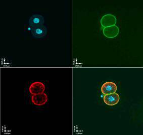 OOEP Antibody