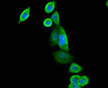 SIRT3 Antibody