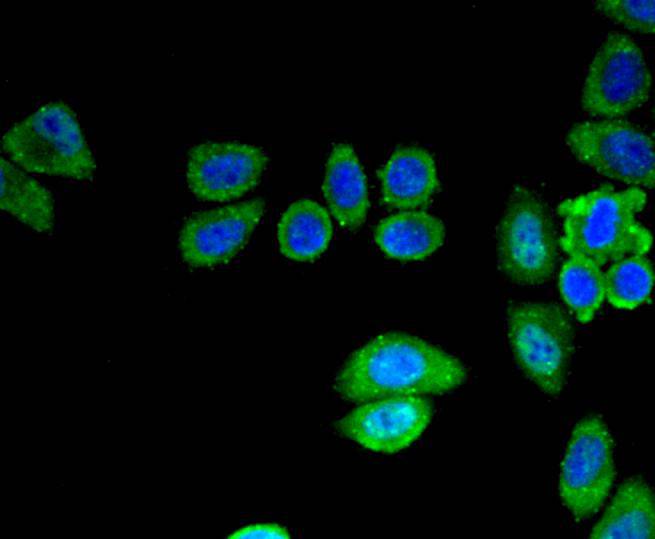 SIRT3 Antibody