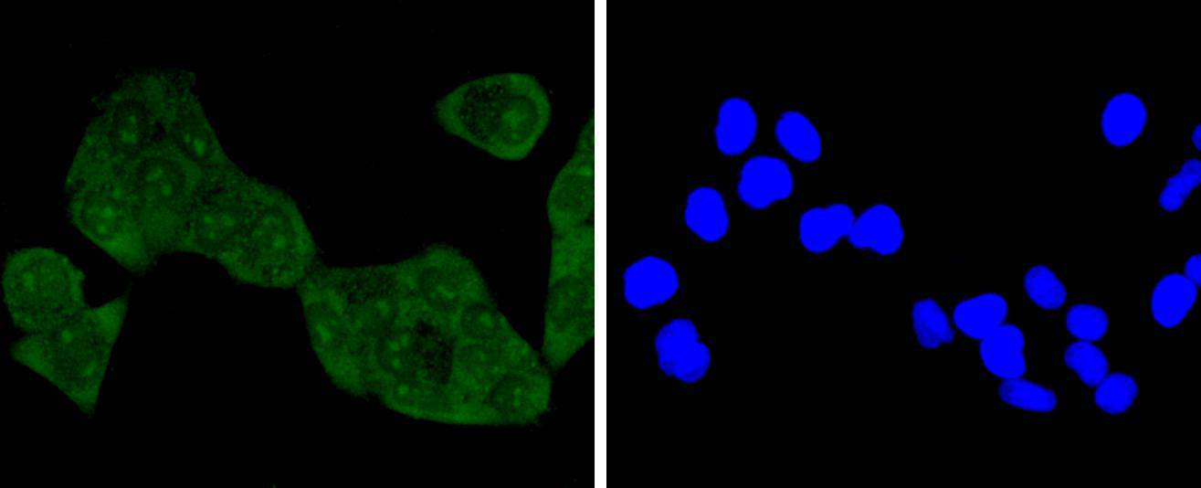 NADPH oxidase 4 Antibody