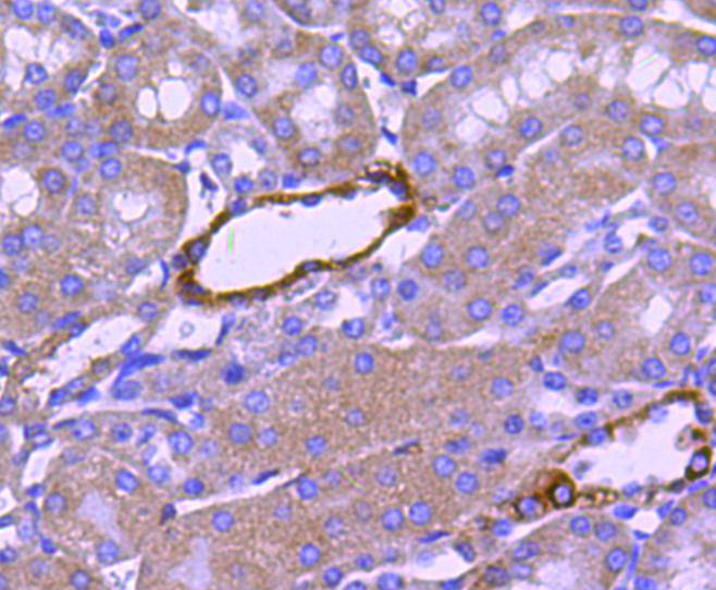 NADPH oxidase 4 Antibody