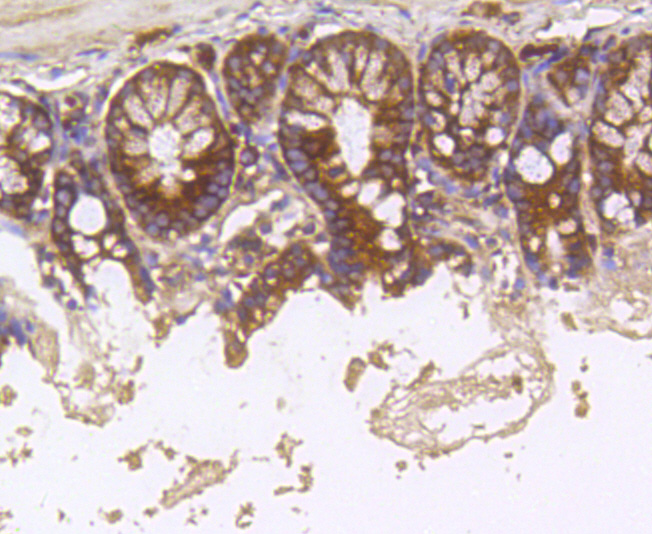 Hsc70 Antibody