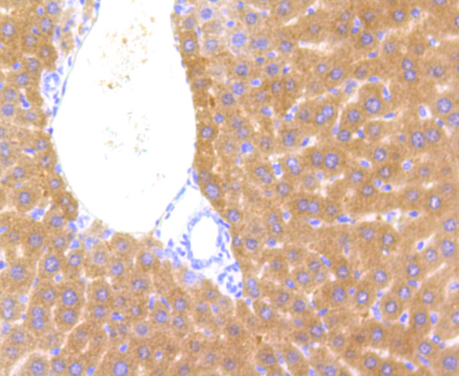 Cytochrome P450 2E1 Antibody