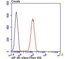 eIF-4E Antibody