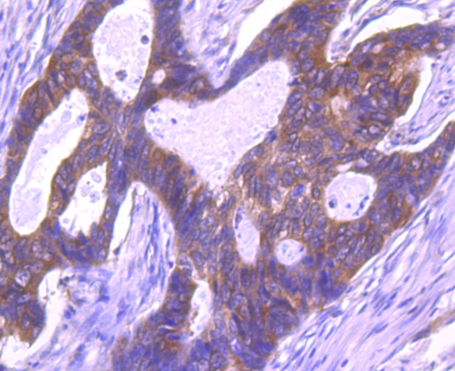 eIF-4E Antibody