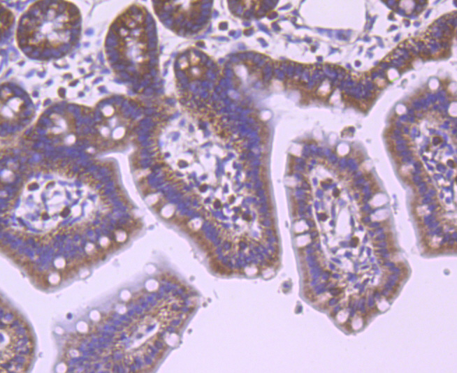 eIF-4E Antibody