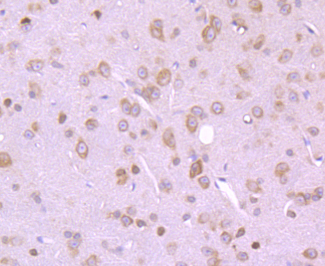 eIF-4E Antibody