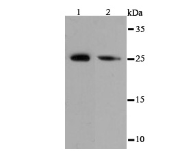 eIF-4E Antibody