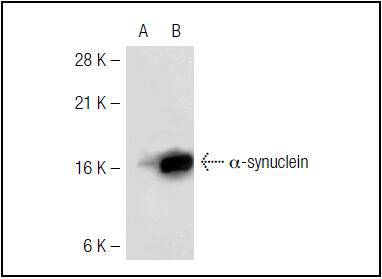 Alpha-Synuclein Antibody