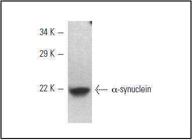 Alpha-Synuclein Antibody