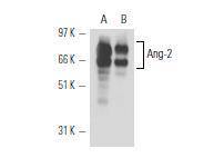 Angiopoietin-2 Antibody