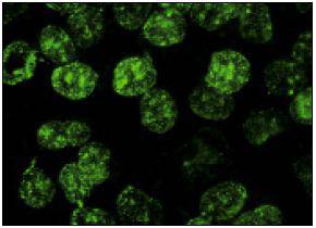 BrdU (Bu20a) Antibody