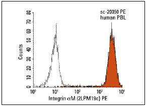 CD11b/ITAM Antibody