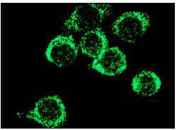 CD11b/ITAM Antibody