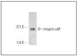 CD11b/ITAM Antibody