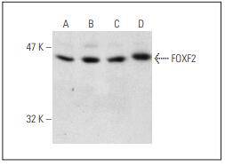 FOXF2 Antibody