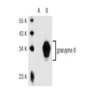 Granzyme B Antibody