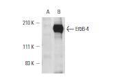 HER4 / ErbB4 Antibody