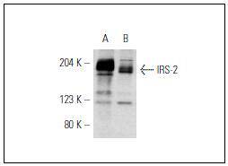 IRS-2 Antibody