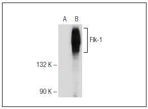 KDR / VEGFR-2 Antibody