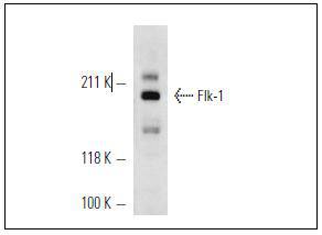 KDR / VEGFR-2 Antibody