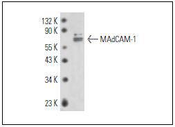 MAdCAM-1 Antibody