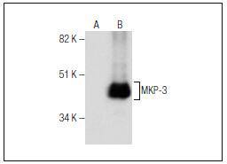 MKP-3 Antibody