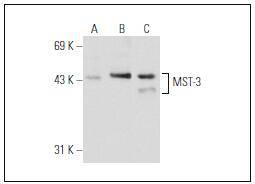 Mst3 Antibody