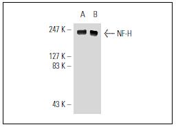 NF-H Antibody