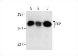 PGP Antibody