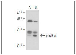 Phospho-I-kappa-B-alpha Antibody