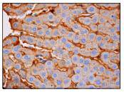 RBP Antibody