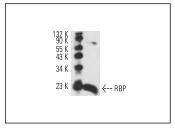 RBP Antibody