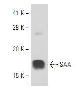 Serum Amyloid A (SAA) Antibody