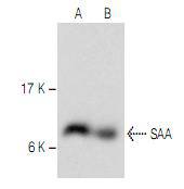 Serum Amyloid A (SAA) Antibody