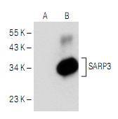 SFRP1 Antibody