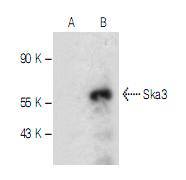 SKA3 Antibody