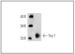 Thy-1  (OX7) Antibody