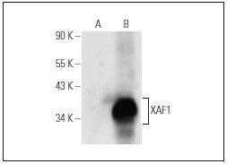 XAF1 Antibody