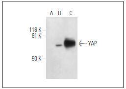 YAP1 Antibody