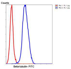 β-tubulin Antibody