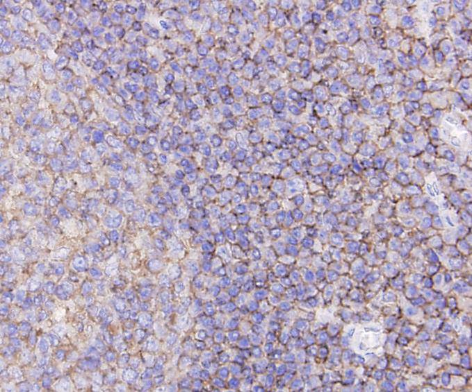 CD44 Antibody