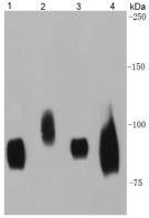 CD44 Antibody