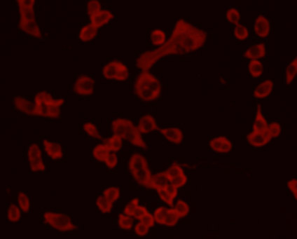 Chromogranin-A(C-term) Antibody