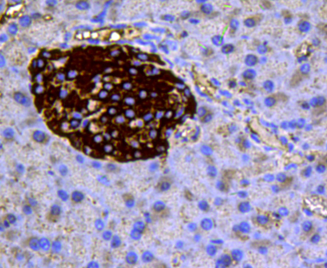 Chromogranin-A(C-term) Antibody