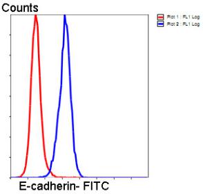 E-Cadherin Antibody